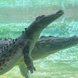 St. Augustine Alligator Farm Zoological Park