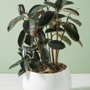 Oversized Ceramic Planter
