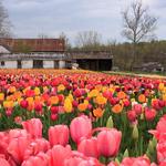 Burnside Farms - Nokesville