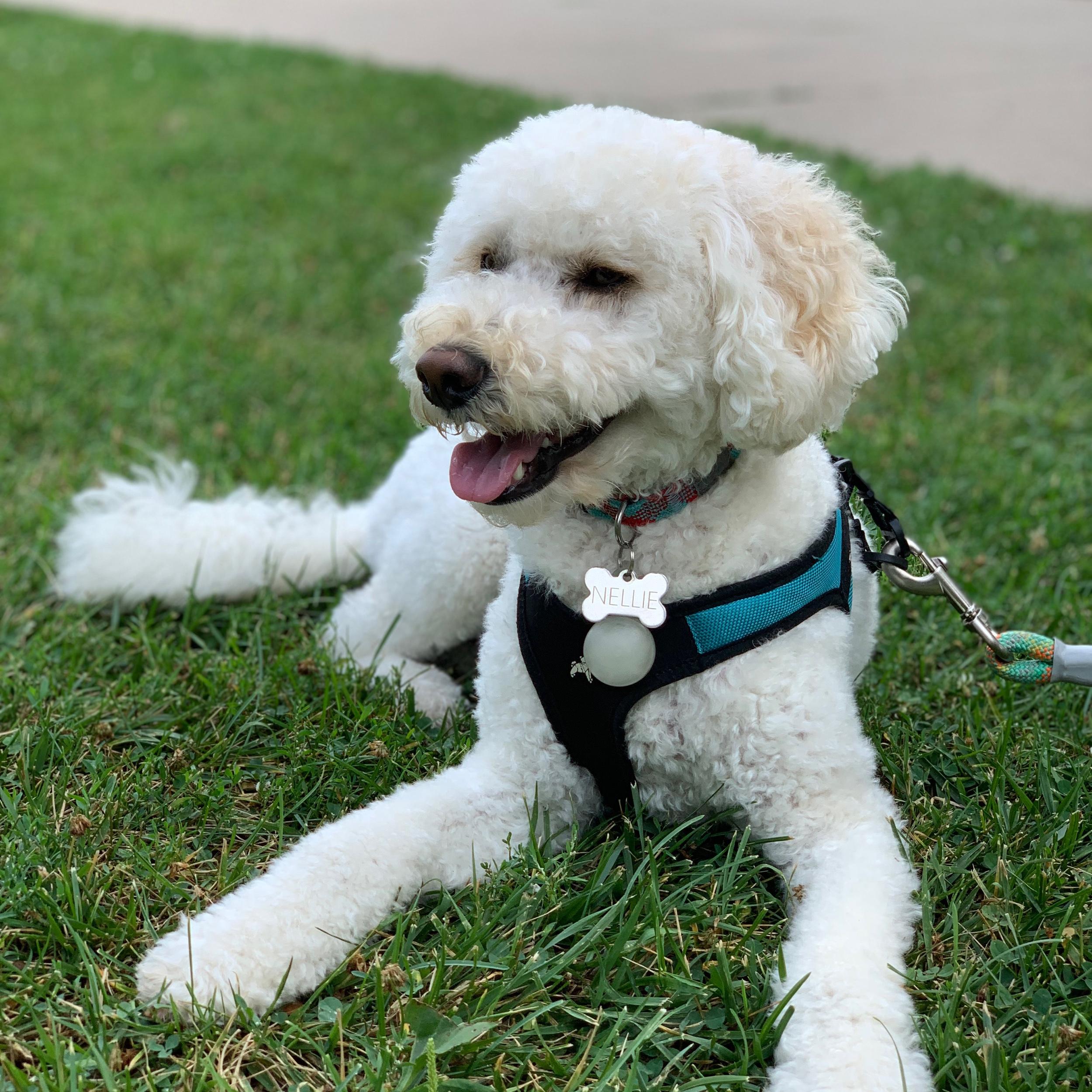 Year's Supply of Treats for Nellie!