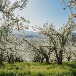 Hood River Fruit Loop