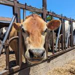 Ice Cream at Local Dairy Farms