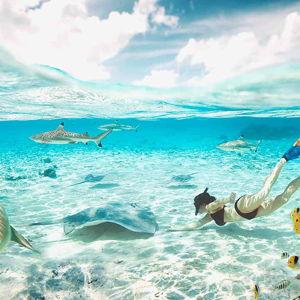 Shark and Ray Lagoon Cruise