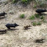 Pork Police | Guided Hog Hunts in Texas
