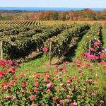 Lake Erie Wine Country