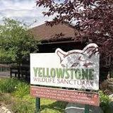Yellowstone Wildlife Sanctuary