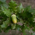 Stroll Through the Trees