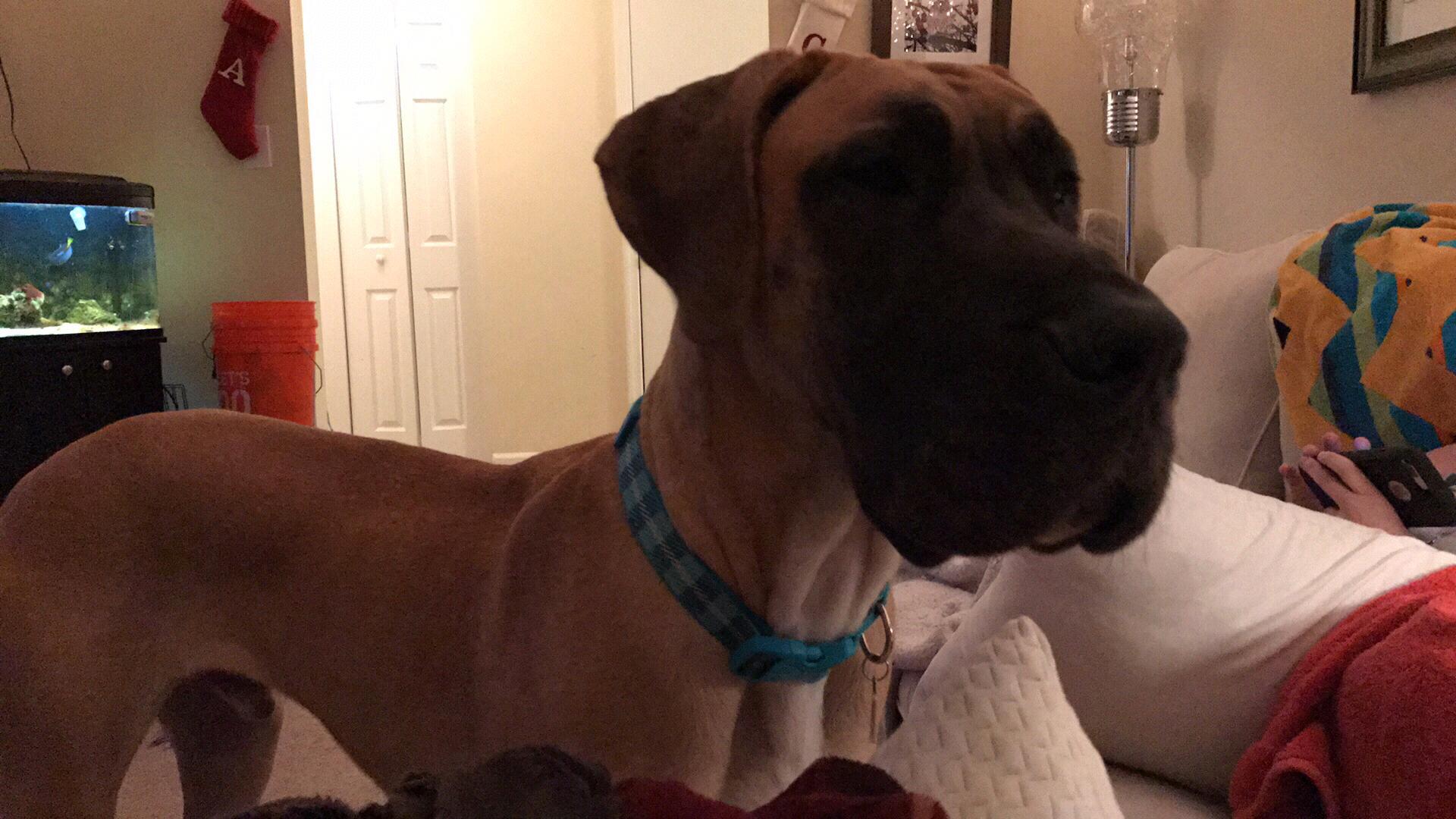 Meet Padfoot! He is our second Dane. He is nearly 2 years old and about 130lbs of muscle. He may not be the smartest, but he is the most loving fur baby we have. He is also the most excitable.