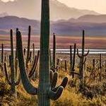 Saguaro National Park