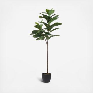 Fiddle-Leaf Fig Tree