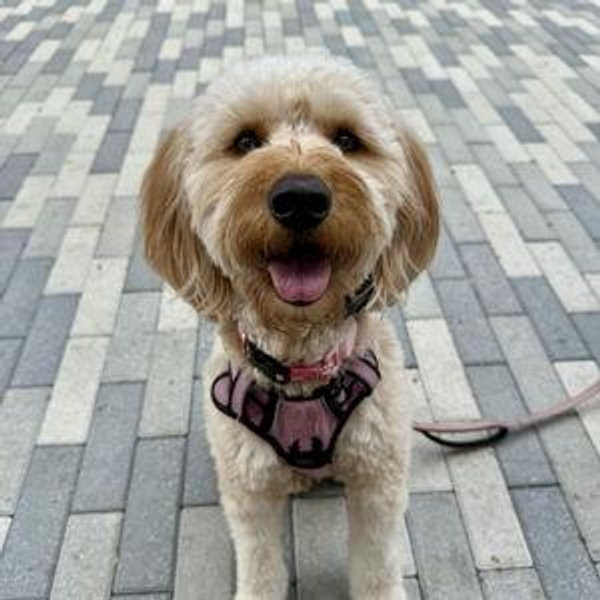 Ella Fund - Endless Toys & Treats