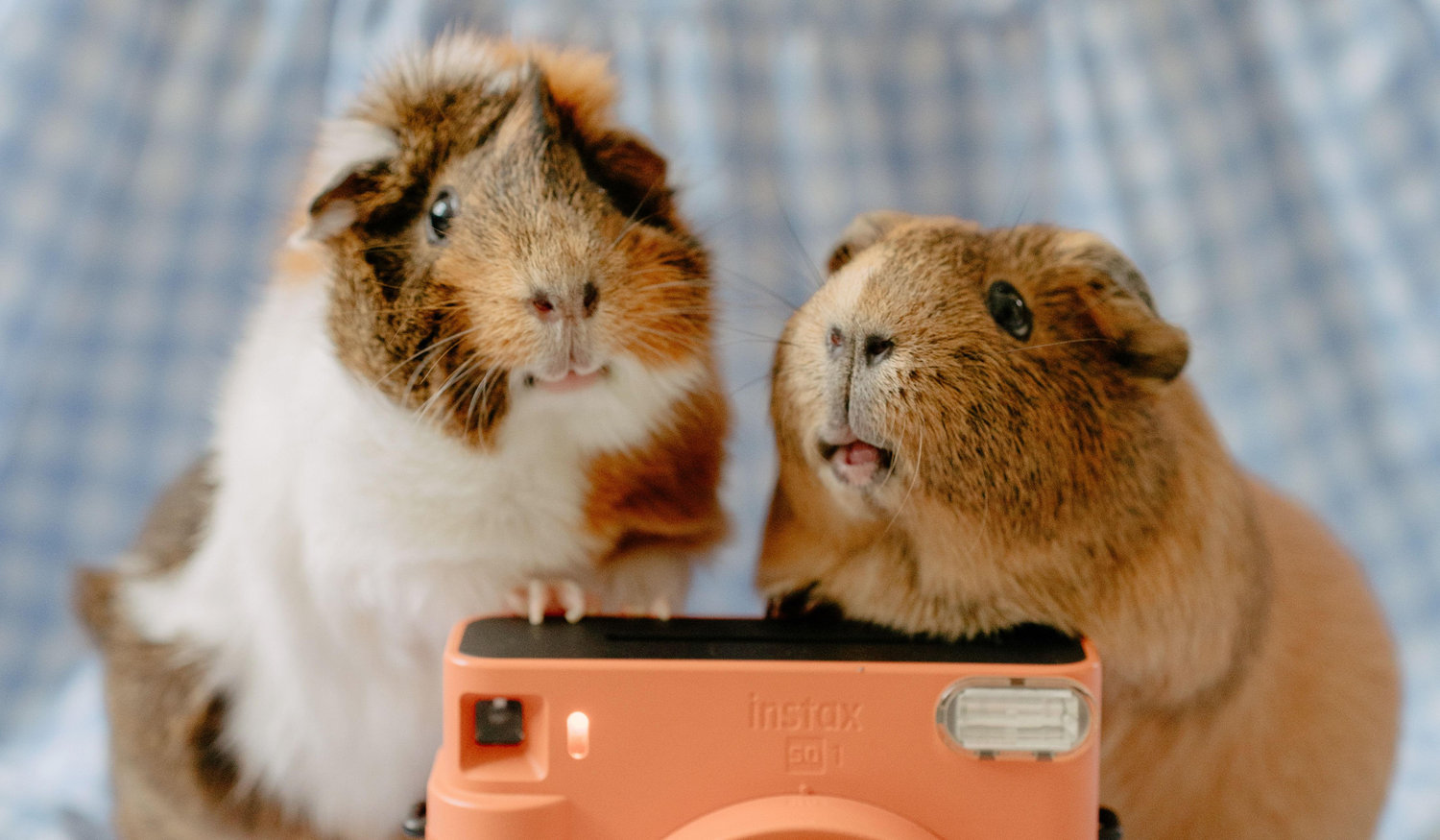 Footer image