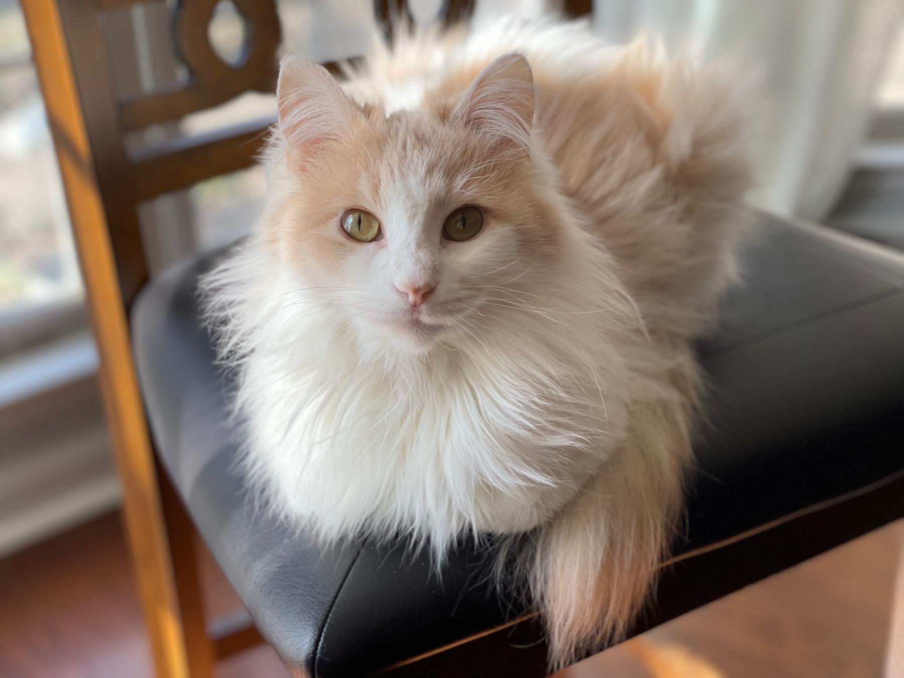 Our first fur-baby: Sena (aka Sena-bun)