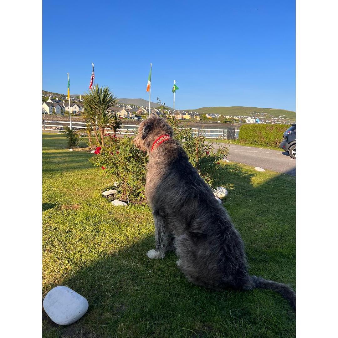 Irish Wolfhounds in Dingle