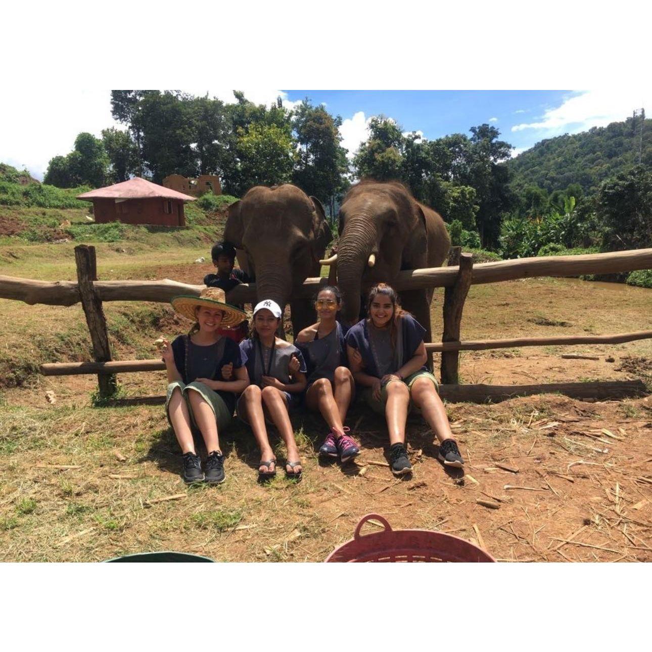 2017 - more Elephants in Thailand