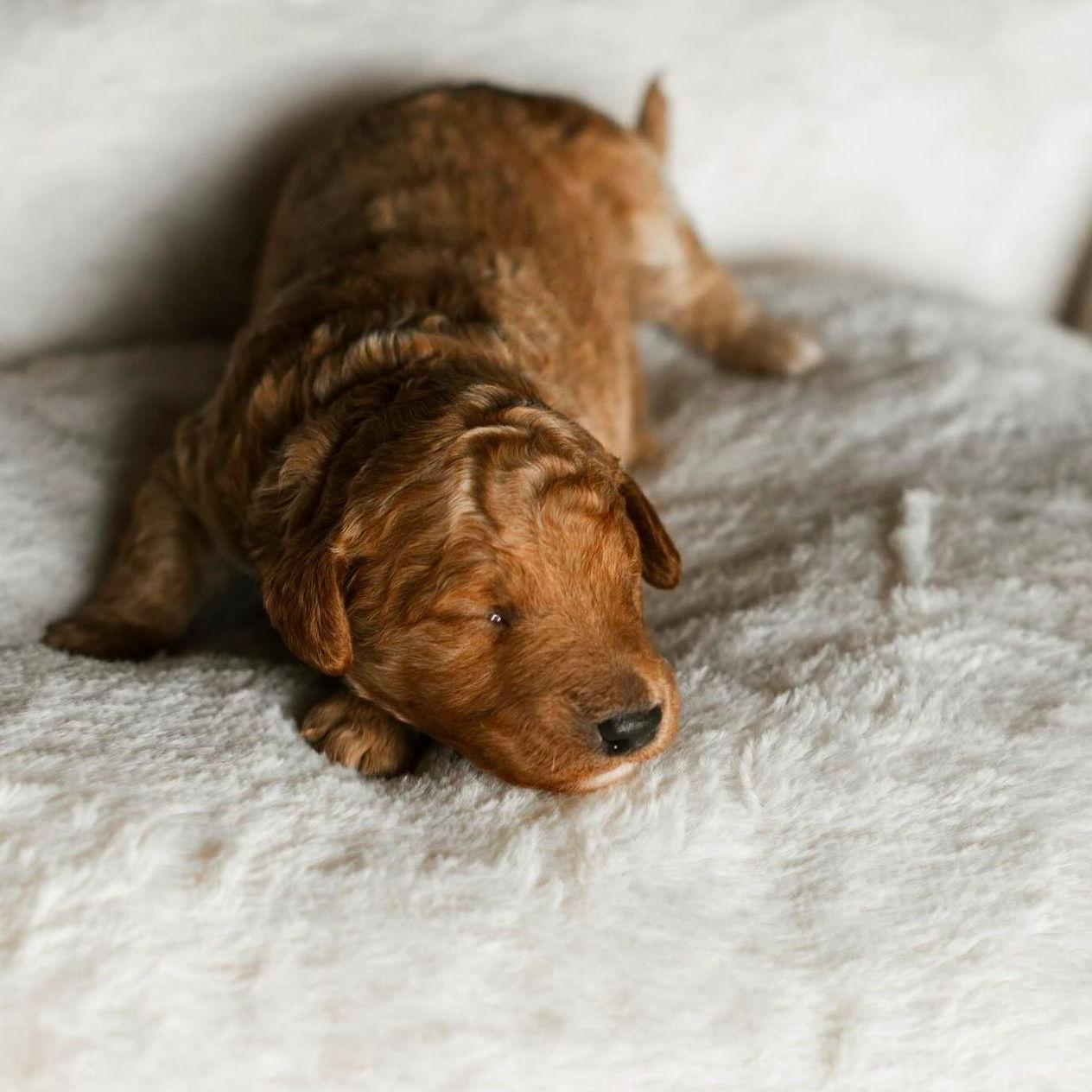 Convincing Kyle we needed Benny. (Black Friday 2024)