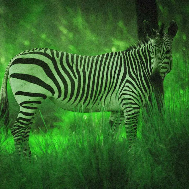 Starlight Safari ride