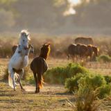 Wild Horse Viewing