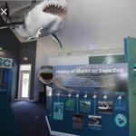 Shark Center Chatham