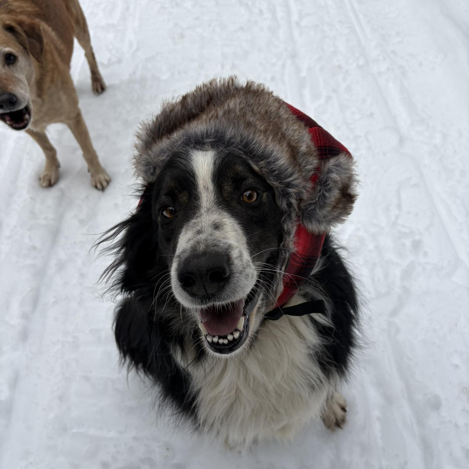 Max is a real trooper…not a single treat nor bribe was needed