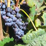 Wine Tasting in Azeitão