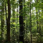 Trinity Forest Trail