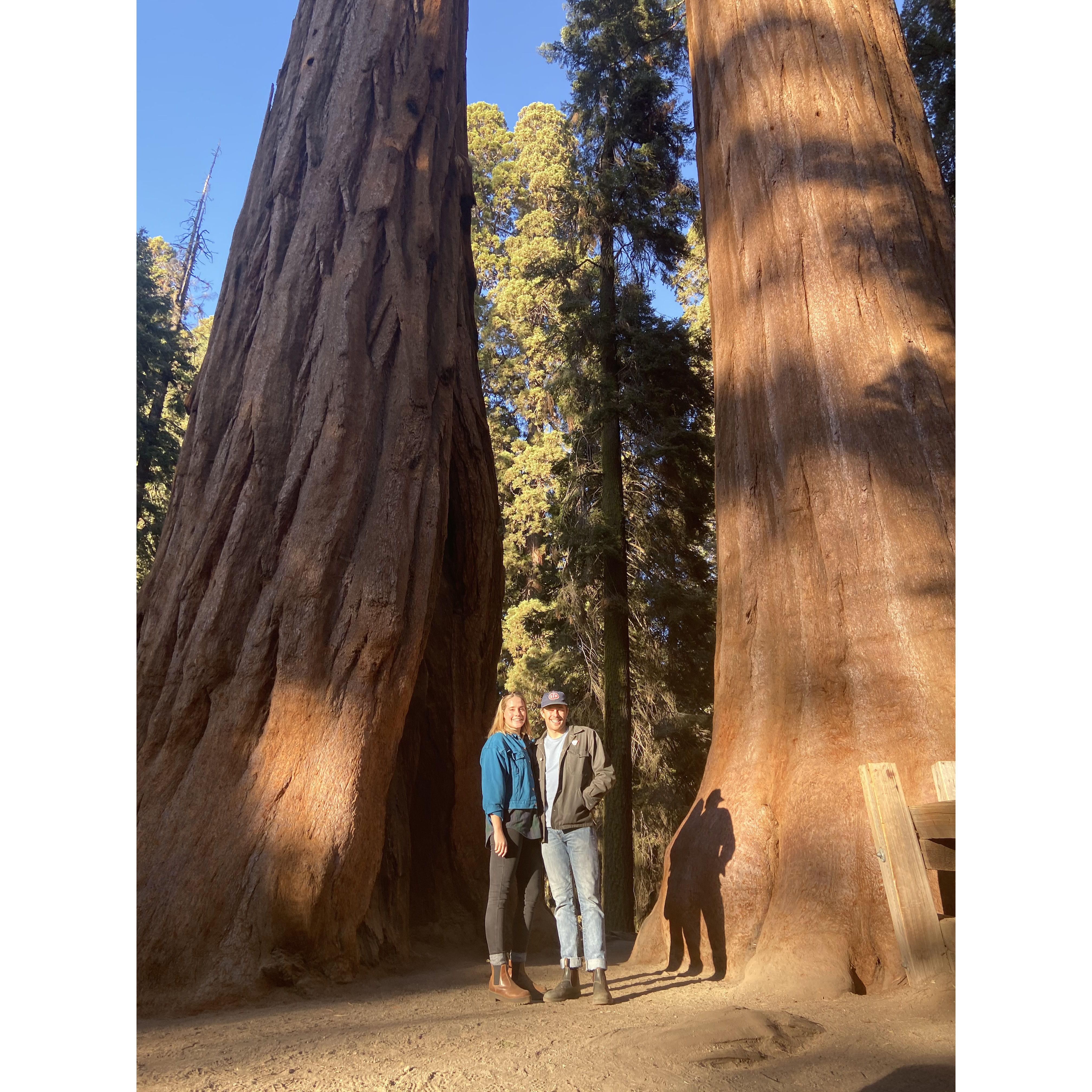 Trip to Sequoia National Park 2019