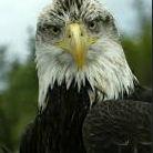 Eagles Flying Ballymote Sligo