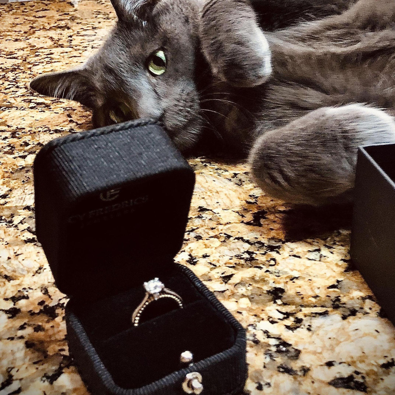 Smokey approving of the engagement ring!