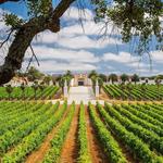 Vineyards
