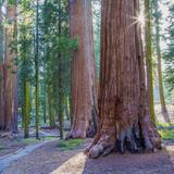 McKinley Grove - Giant Sequoias