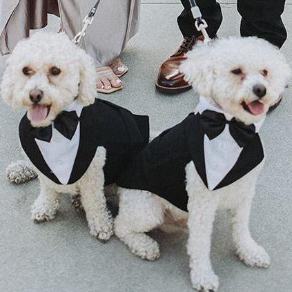 Mookie and Niko won't be able to attend our wedding but we thought we'd add them here to make you smile (: