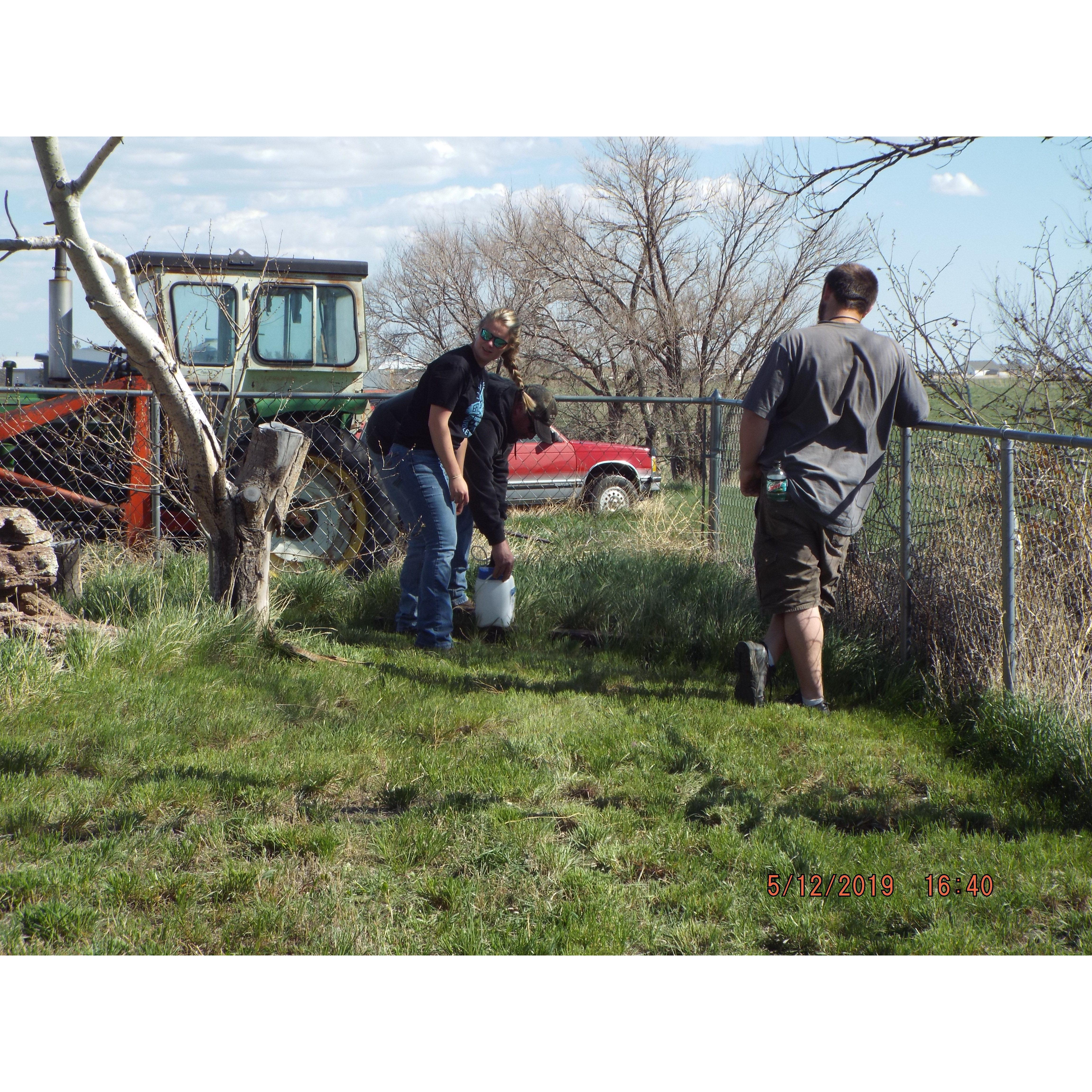 Spraying weeds in the back yard