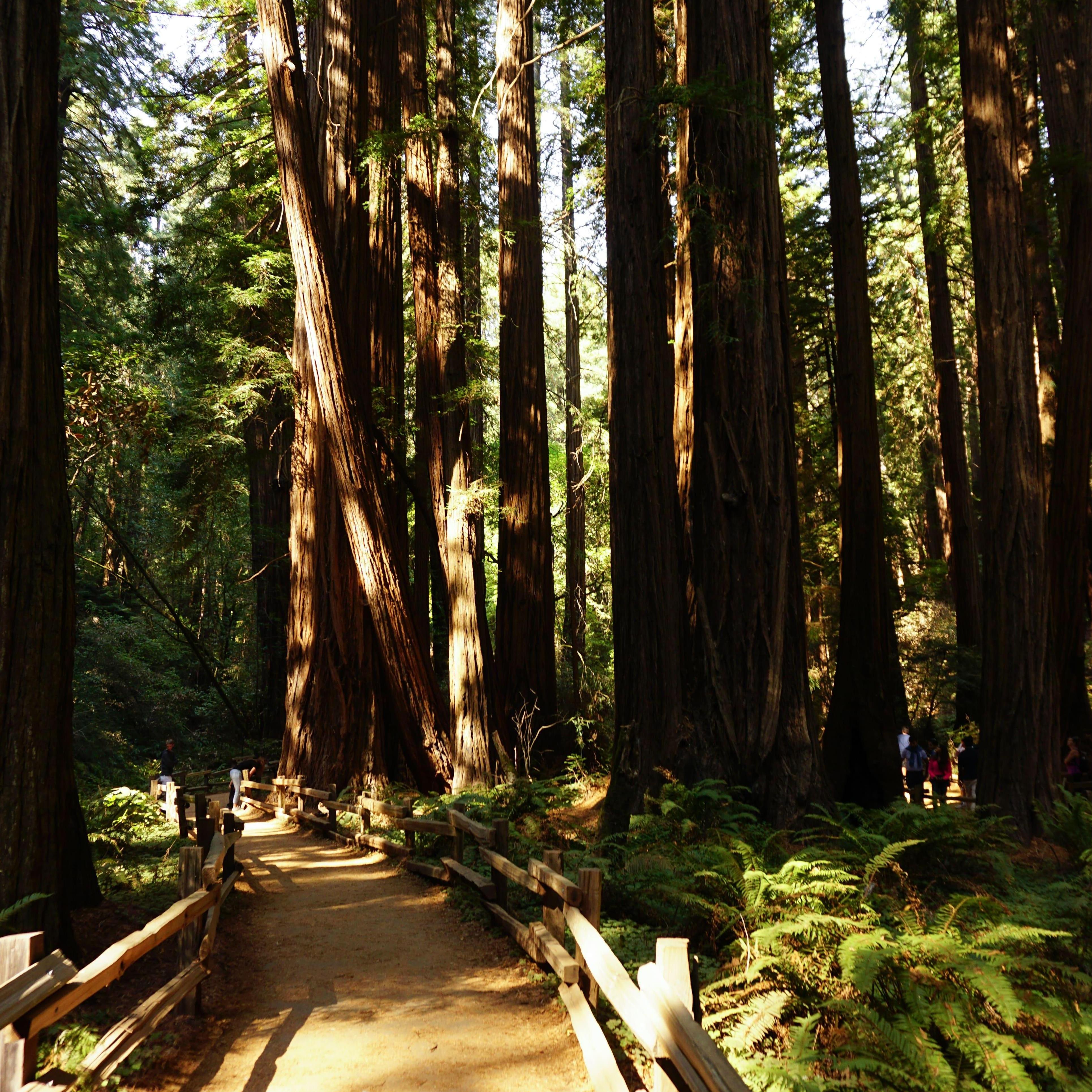 Muir Woods