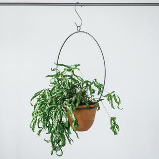 Hanging Terracotta Planter