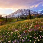 Mount Rainier National Park