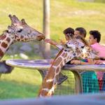 The Living Desert Zoo and Gardens