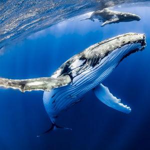 Honeymoon Whale Watching Tour