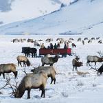 National Elk Refuge Road