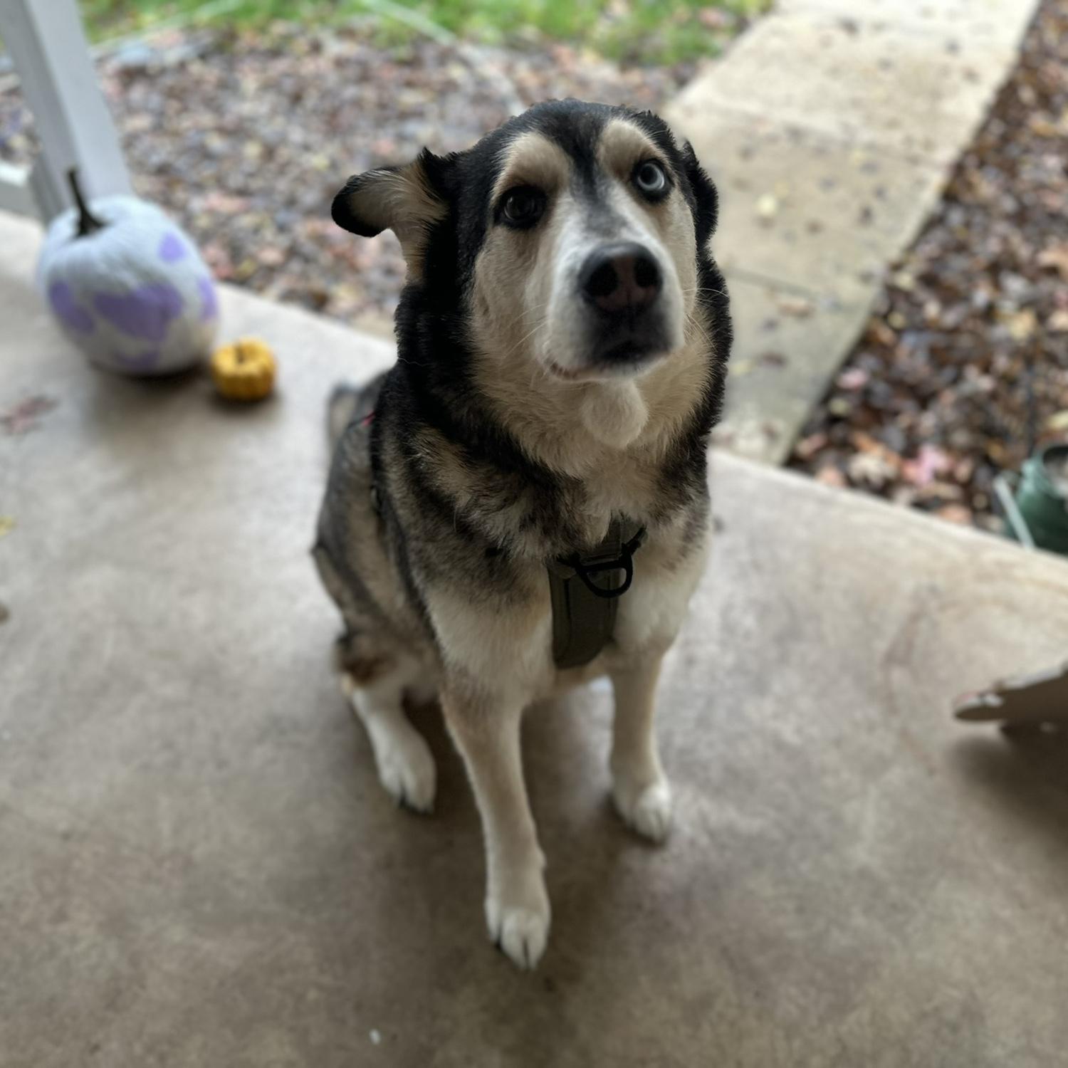 Our son Bruno woonis boonis