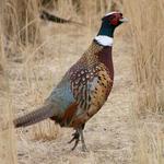 Bird Hunting