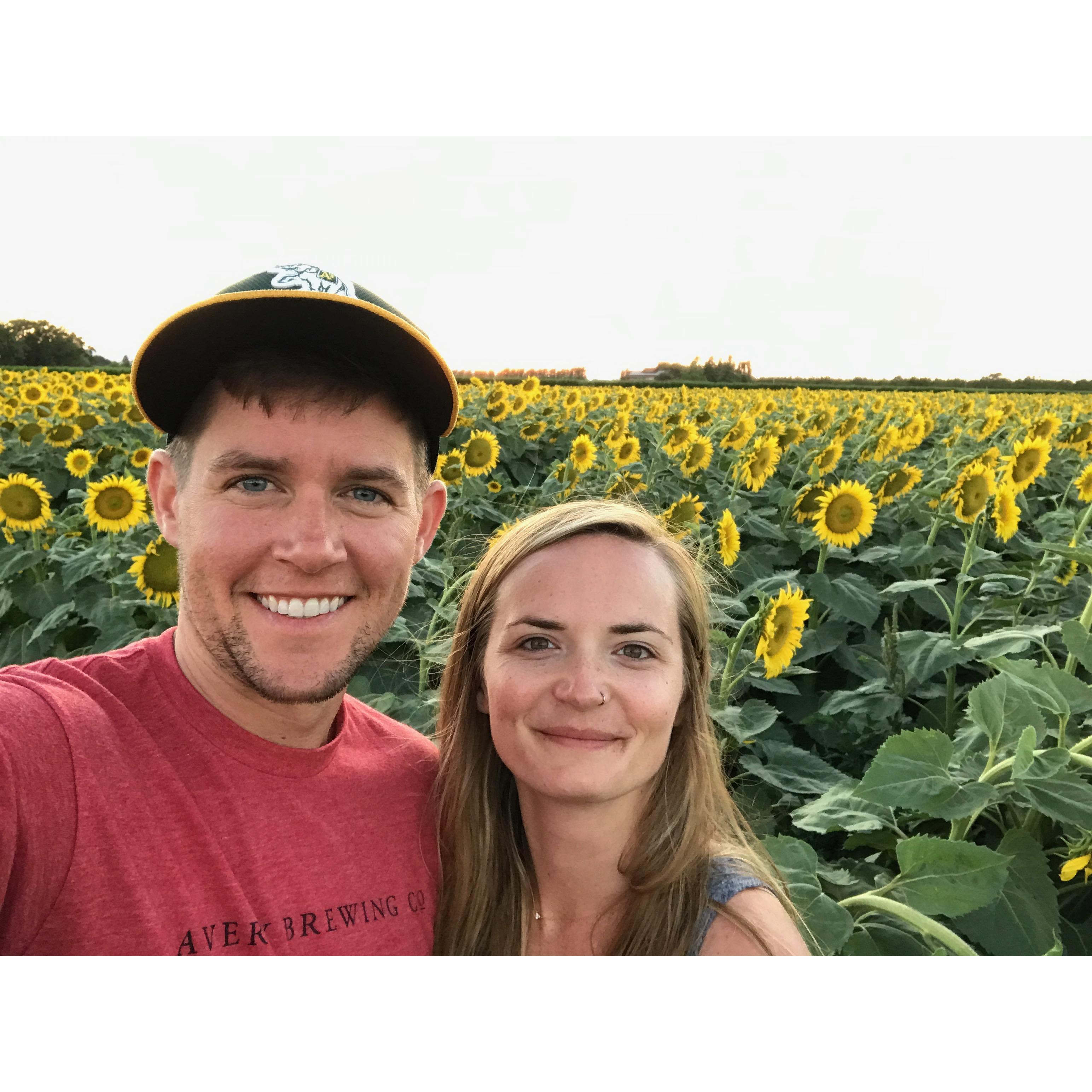 These sunflowers are all invited to the wedding.