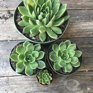 OliveBranchDecorCo - Succulent Bundle of 5 - perfect for gifts
