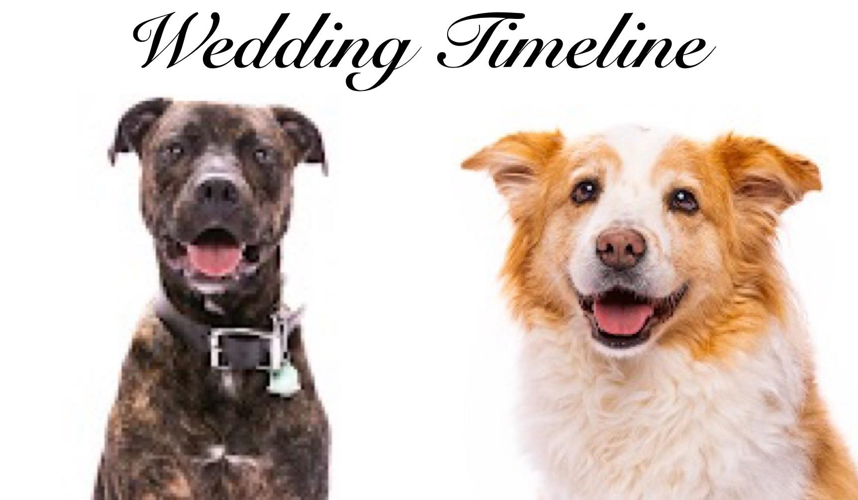 The Wedding Website of Ashley Scillia and Drew Leneschmidt