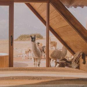 Llamas, Wine & Hot Tub Time