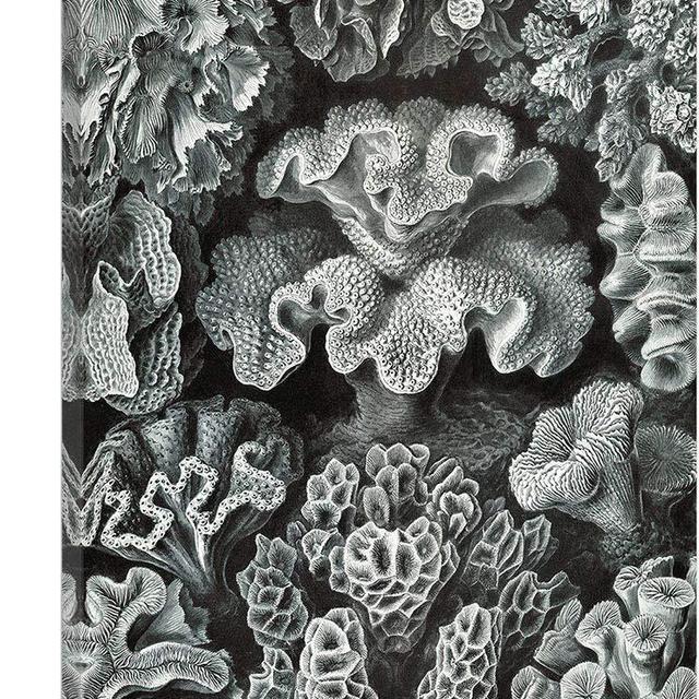 ARTCANVAS Corals Sea Reefs Canvas Art Print by Ernst Haeckel - 26" x 18" (0.75" Deep)