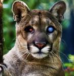 Naples Zoo at Caribbean Gardens
