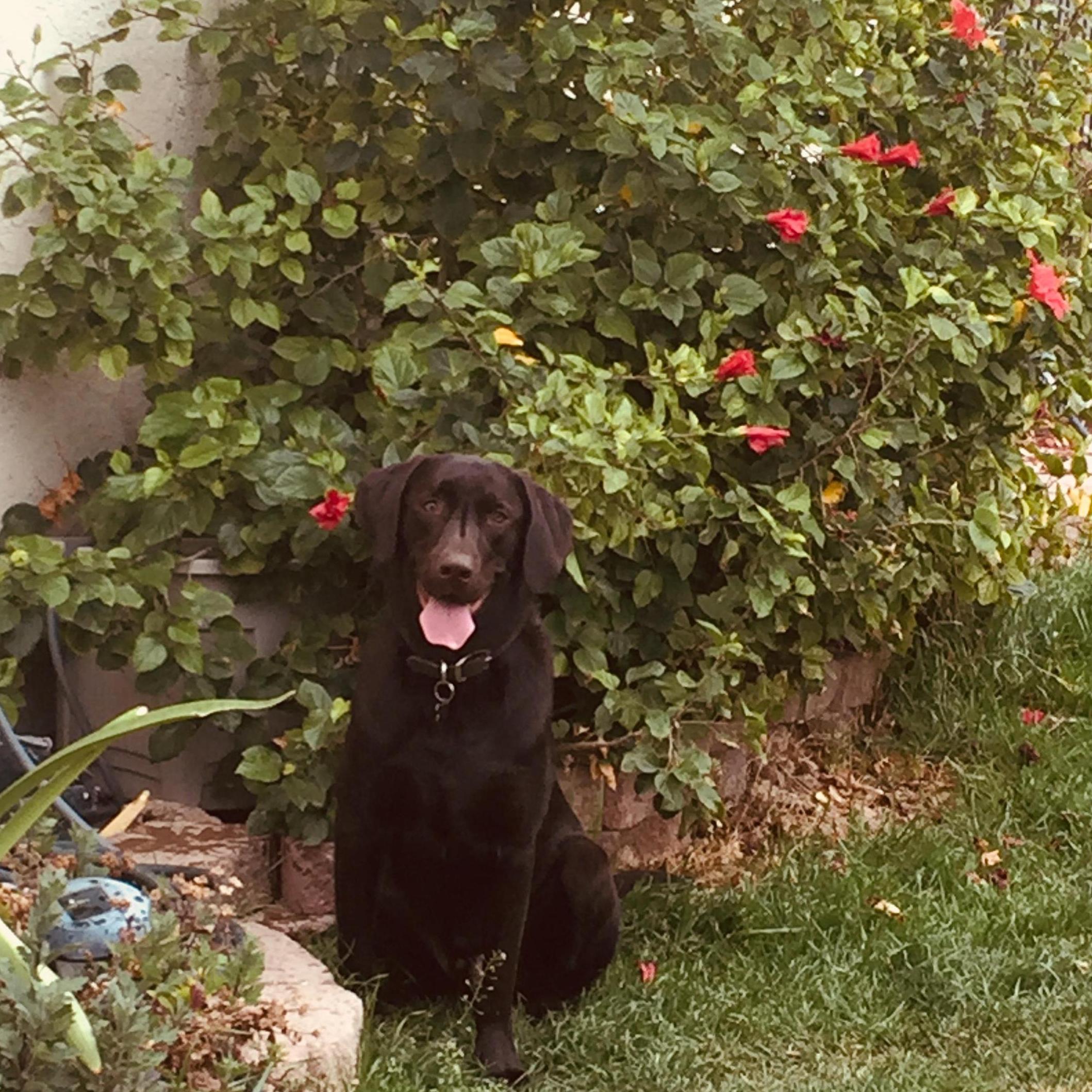 And here is Loki!