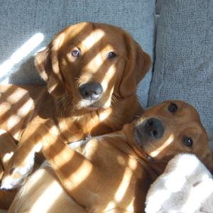 Treats & Toys for Oakley & Willow