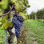 Wine Country